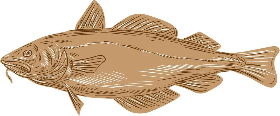 Atlantic Cod Codling Fish Drawing Illustrazione stock