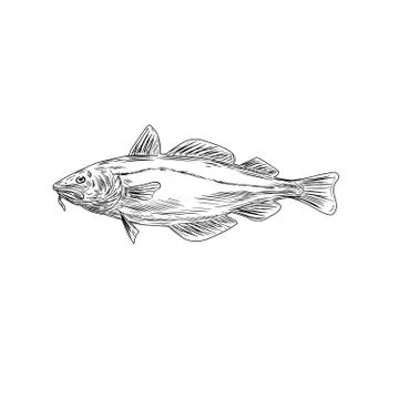 Atlantic Cod Codling Fish Viewed From Side Drawing Black and White Stock Illustration