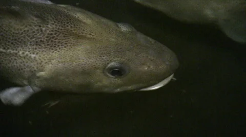 Atlantic Cod Stock-Footage 83275