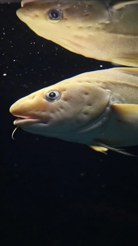 Atlantic Cod (Gadus morhua) – 4K Underwater Shot with Mirror Reflection Stock Footage 313225556