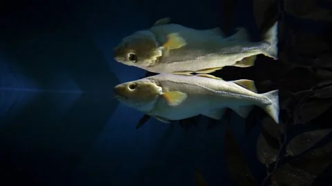 Atlantic Cod -  Gadus morhua Stock Footage 266587192