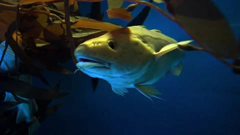 Atlantic Cod -  Gadus morhua 库存影片 266587397