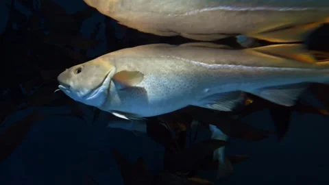 Atlantic Cod -  Gadus morhua Video stock 266587632