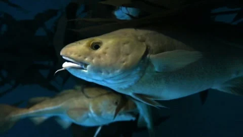 Atlantic Cod -  Gadus morhua Stockbeeldmateriaal 266587826