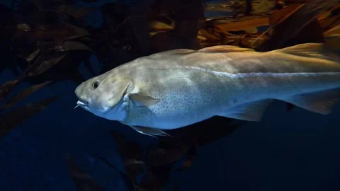Atlantic Cod -  Gadus morhua Vídeo Stock 266588355