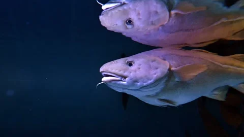 Atlantic Cod -  Gadus morhua Stock Footage 266589778
