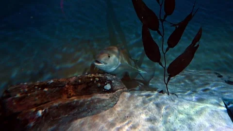 Atlantic Cod -  Gadus morhua Stock Footage 266590847