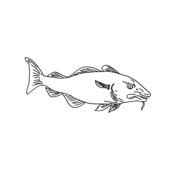 Atlantic Cod Gadus Morhua or Codling Side View Line Art Style Black and White Stock Illustration