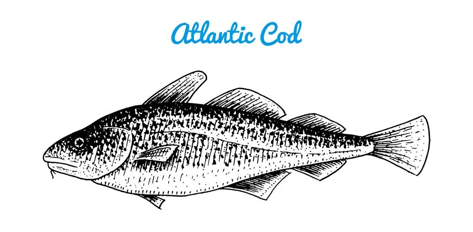 Atlantic cod. River and lake fish. Sea creatures. Freshwater aquarium. Seafood Stock Illustration