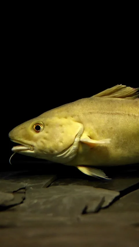 Atlantic Cod Swimming Over Rocky Seabed – 4K Underwater Footage Stock Footage 314498767