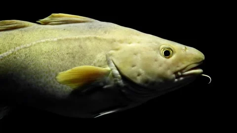 Atlantic Cod Swimming Over Rocky Seabed – 4K Underwater Footage Stock Footage 314498768