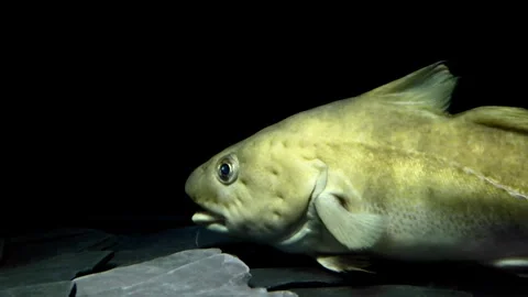 Atlantic Cod Swimming Over Rocky Seabed – 4K Underwater Footage Stock Footage 314498773