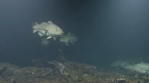 Atlantic cod swimming in shallow water Vídeos de archivo 86517754