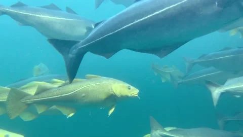 Atlantic Cod Swimming Underwater 库存影片 347264703
