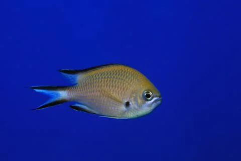 Atlantic damselfish Stock Photos