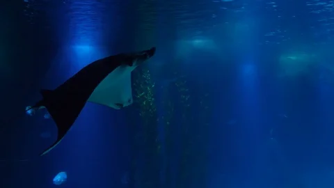Atlantic devil ray biology aquarium 4k Stock Footage 100309383