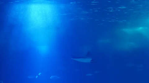 Atlantic devil ray biology aquarium slow motion 4k Stock Footage 100321754