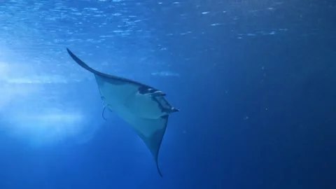 Atlantic Devil Ray (Mobula hypostoma) Swimming Gracefully in Open Ocean – 4K Stockbeeldmateriaal 313741768
