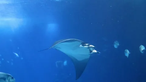 Atlantic Devil Ray (Mobula hypostoma) Swimming Gracefully in Open Ocean – 4K Stock-Footage 313741771