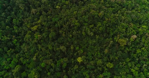 Atlantic Forest, bird eye view Stock Footage 98406962