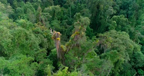 Atlantic Forest, bird eye view Stock Footage 132581791