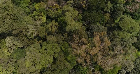 Atlantic forest in Brazil by view of drone phanton Stock Footage 118777063