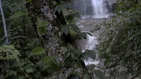 Atlantic Forest Stock Footage 116440074