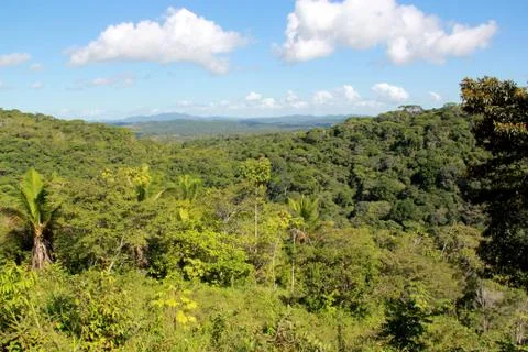 Atlantic forest in itacare Stock Photos