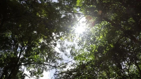 Atlantic Forest -  Low Angle Handheld Pov Shot Sunlight Lens Flare Stock Footage 88088579