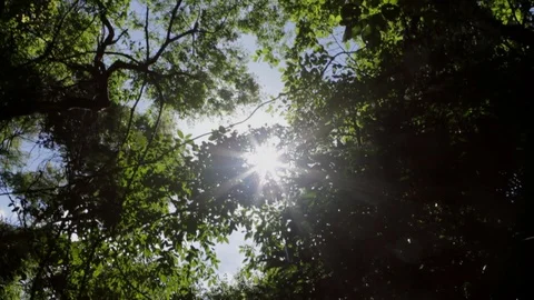 Atlantic Forest -  Low Angle Handheld Pov Shot Sunlight Lens Flare Stock Footage 88088587