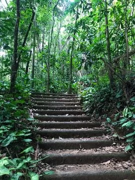 Atlantic forest park Stock Photos