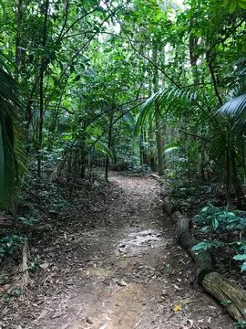 Atlantic forest park Stock Photos