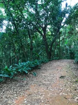 Atlantic forest park Stock Photos
