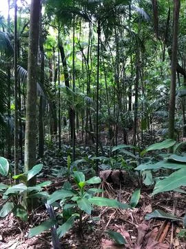 Atlantic forest park Stock Photos