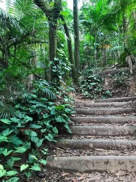 Atlantic forest park Stock Photos