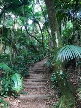Atlantic forest park Stock Photos