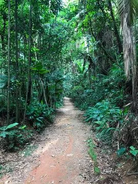 Atlantic forest park Stock Photos