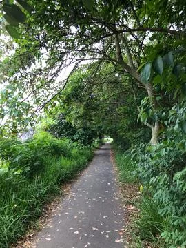 Atlantic forest park Stock Photos