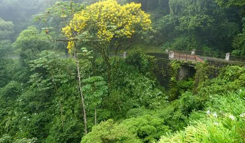 Atlantic forest in the Serra do Mar in the state of Paraná, southern Brazil Stock Photos