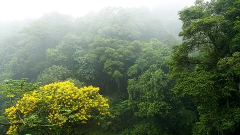 Atlantic forest in the Serra do Mar in the state of Paraná, Brazil Stock Photos