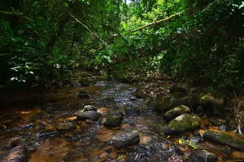 Atlantic Forest Stream Stock Photos
