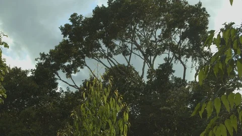 Atlantic forest tree Stock Footage 127473267