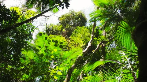 Atlantic Forest View Stock Footage 57689450