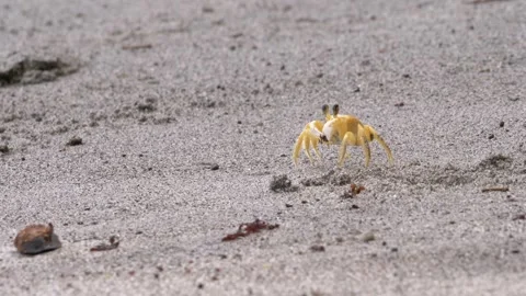 Atlantic Ghost Crab Feeding on Insect on Volcanic Sand Beach Stock Footage 318245951