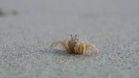 Atlantic Ghost Crab moves slightly in sand Stock Footage 114901125