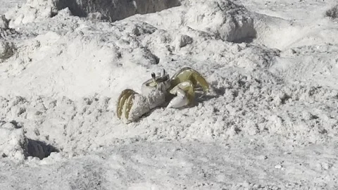 Atlantic Ghost Crab (Ocypode quadrata) throwing sand out of it's hole. Видео 249109668