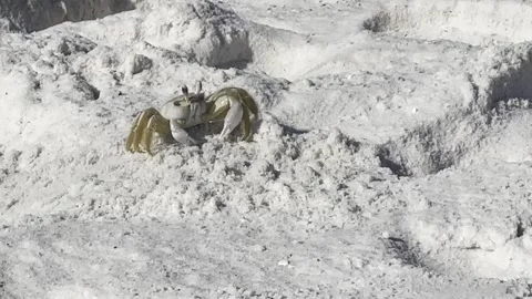 Atlantic Ghost Crab (Ocypode Quadrata) Throwing Sand Out Of It's Hole Stock Footage 249109669