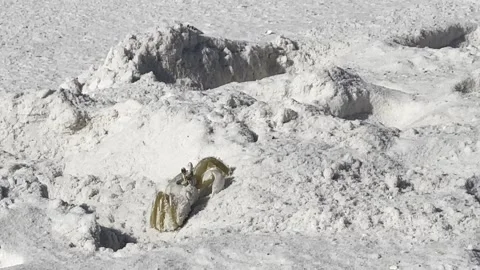 Atlantic Ghost Crab (Ocypode Quadrata) Throwing Sand Out Of It's Hole Stock Footage 249109673