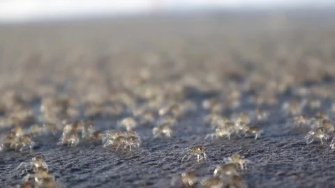 Atlantic ghost crab (Ocypode quadrata) on the sand. Stock Footage 312185731