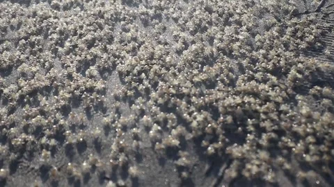 Atlantic ghost crab (Ocypode quadrata) Stock Footage 312185732